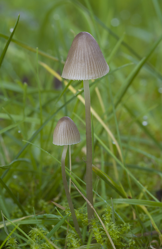 Mycena filopes